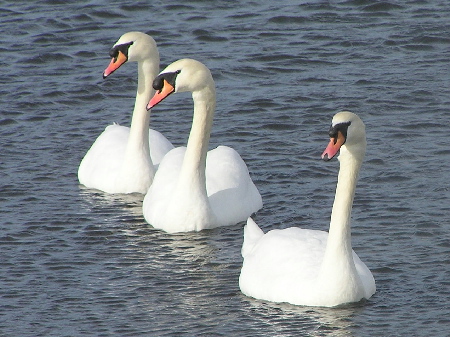 http://www.dereila.ca/vic_birds/Swans3.jpg