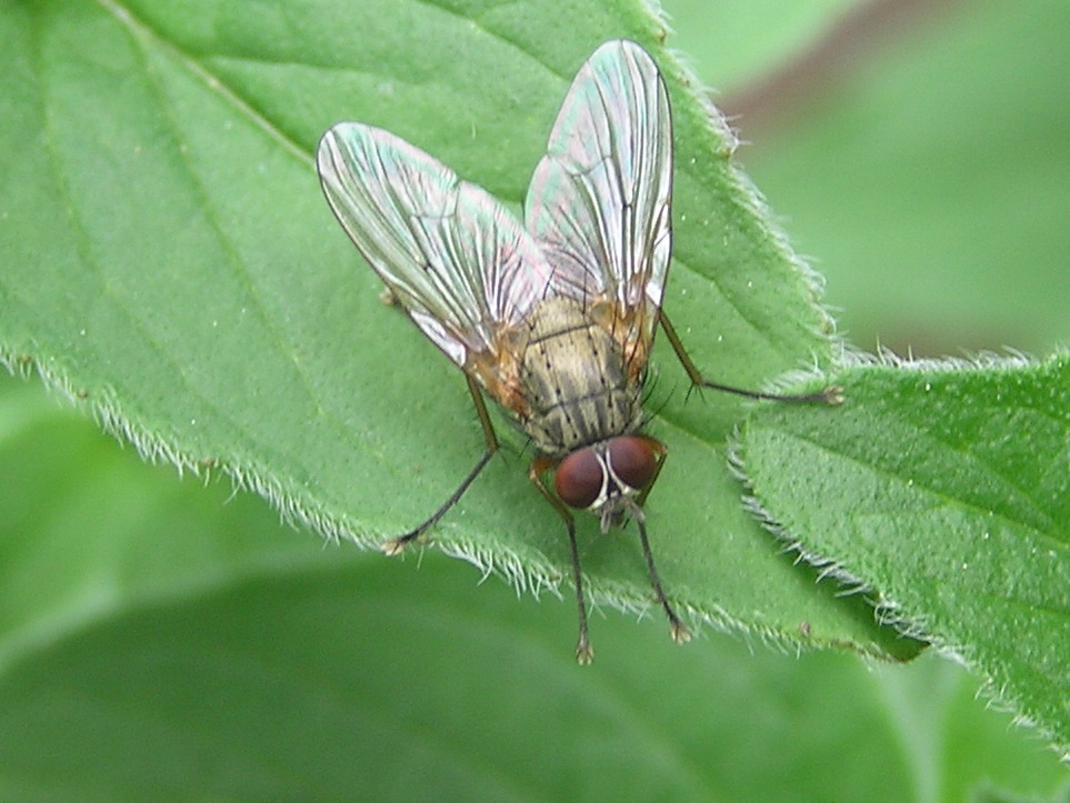 Brown Fly