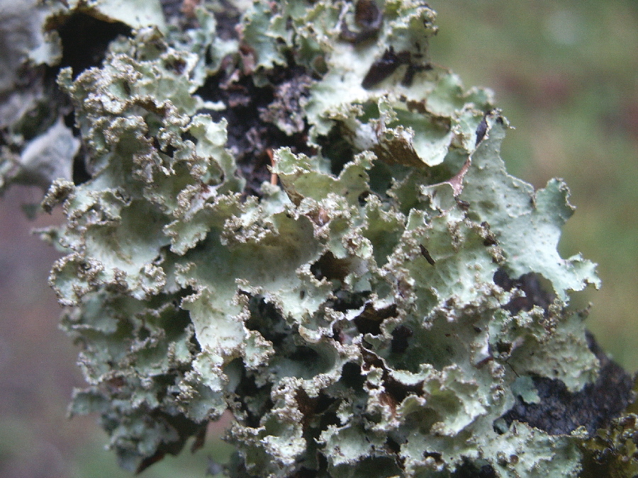 pictures of lichen #10