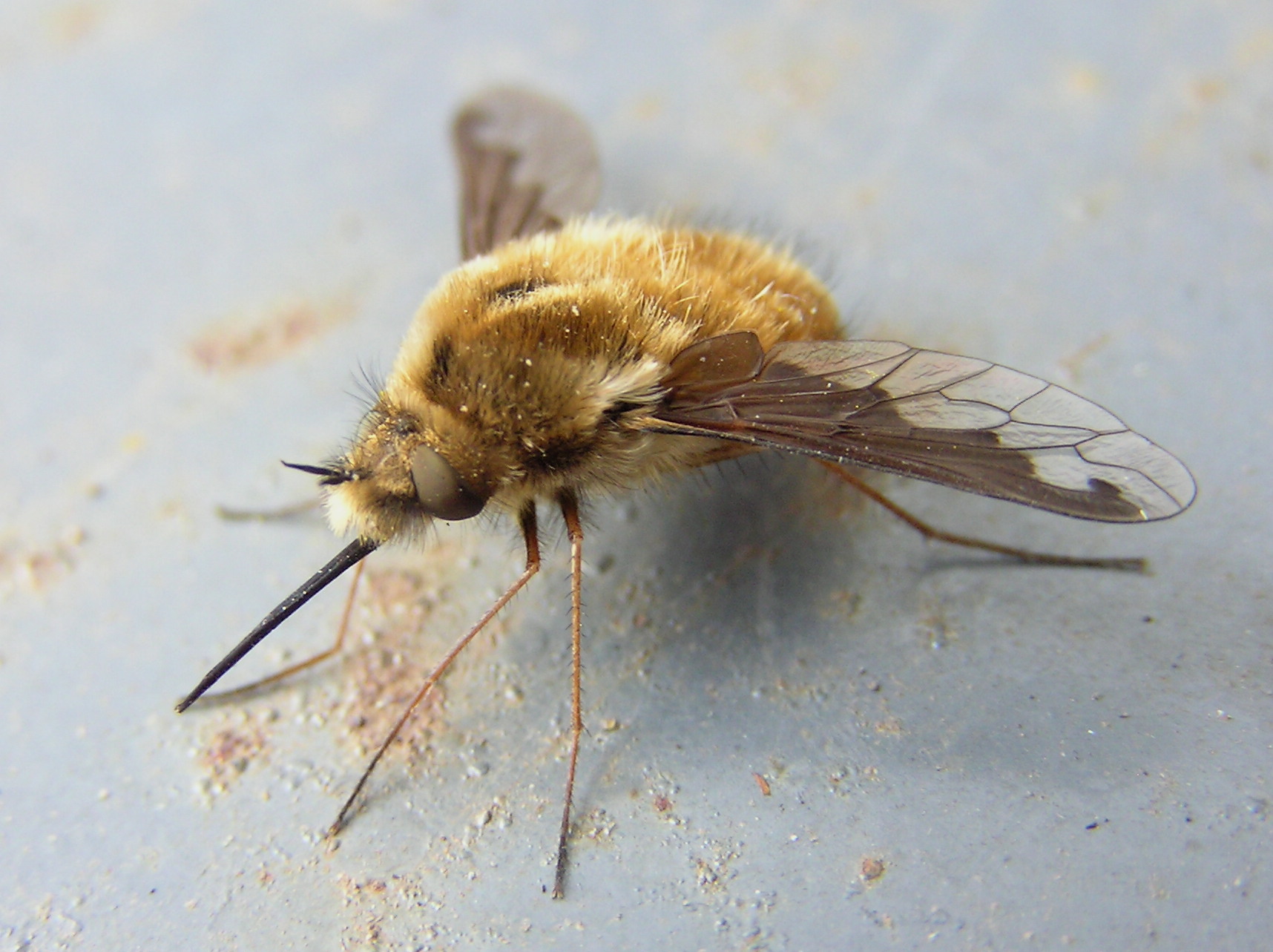 Bee fly. Anastoechus nitidulus. Anastoechus nitidulus f..